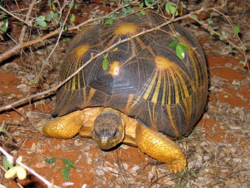 Définition Tortue étoilée de Madagascar Tortue rayonnée — free download